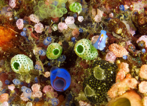 ascidian world by Mathieu Foulquié 